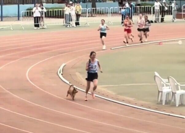 school-sports-day-dog-run-together