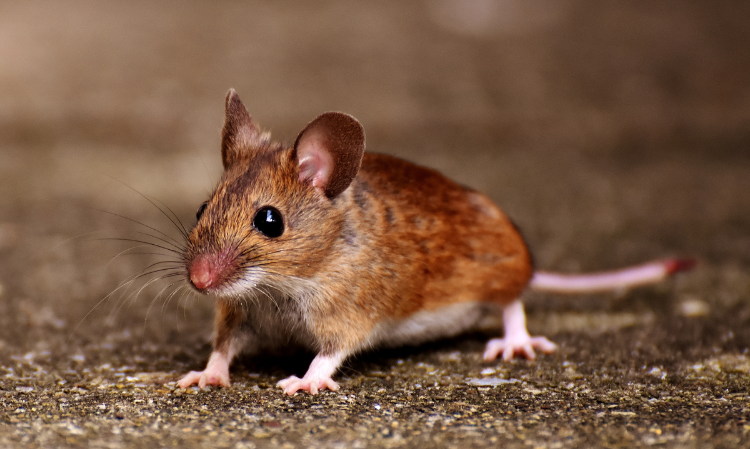 taiwan-new-case-Hantavirus-