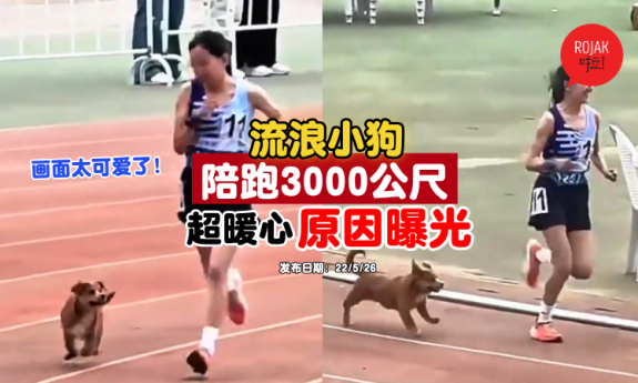 school-sports-day-dog-run-together