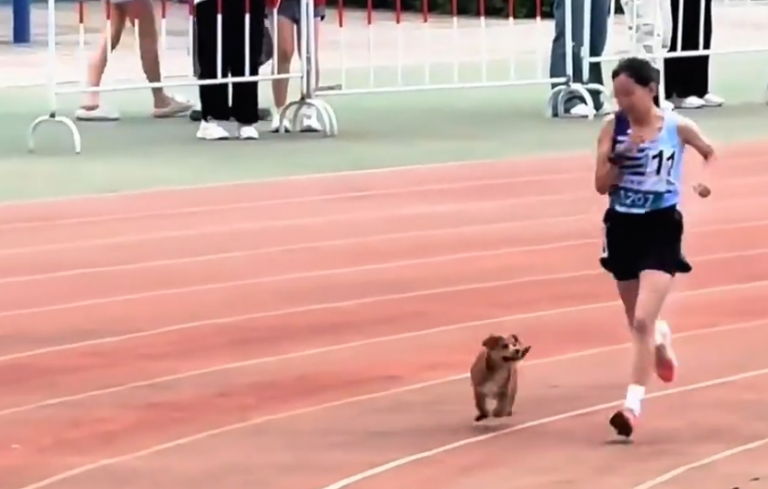 school-sports-day-dog-run-together