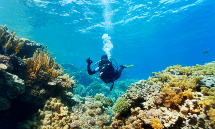 sabah-parks-Pulau-Mamutik-temporary-closure