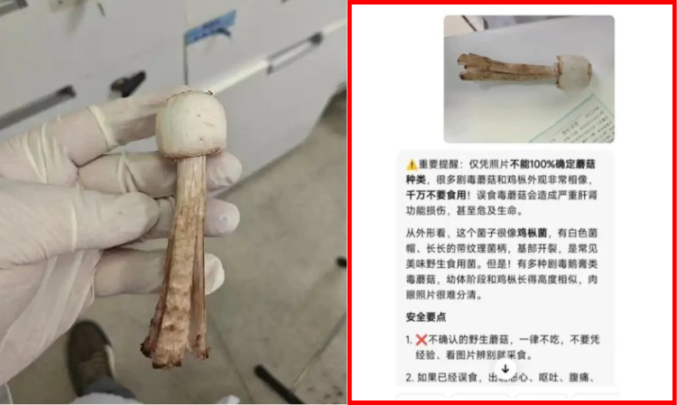 mushroom-poisonous-food-poisoning-