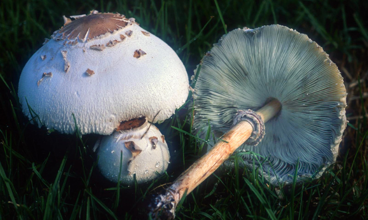 mushroom-poisonous-food-poisonin