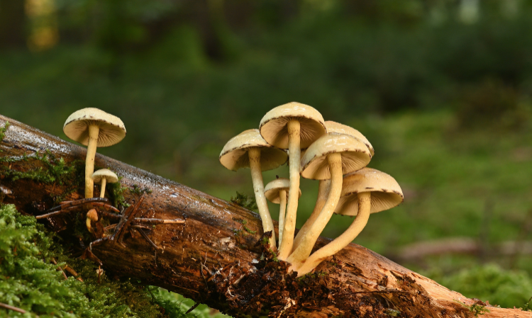 mushroom-poisonous-food-poisoning