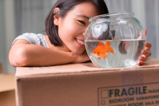 Young woman looking at goldfish on moving box
