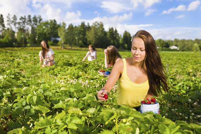 Harvesting girl on the strawberry field. Focus on her and behind group of girls, horizontal format
