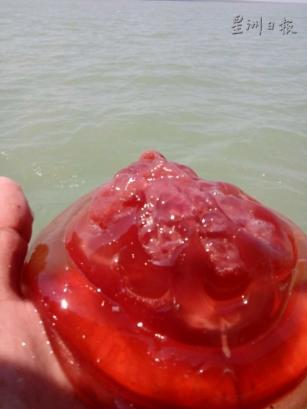 吉胆岛海域出现大量红色水母，不禁让许多岛民担忧是否有“大事”即將发生。