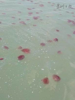 渔夫也不晓得，这种红色水母有毒，还是否会螫伤人。