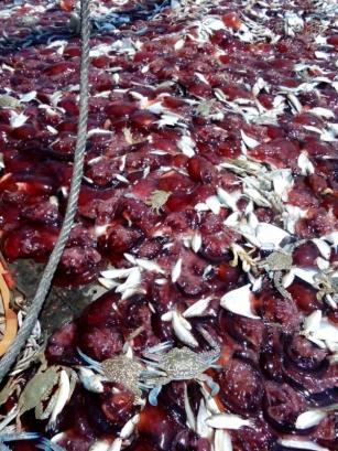 拖网渔船拖上来的渔產，充斥大量的红色水母。