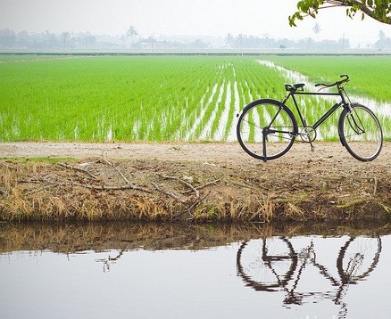 sekinchan-paddy-field-bicycle