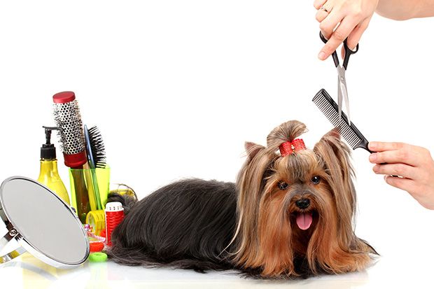 dog-grooming-tips